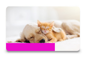 assurance chien-chat
